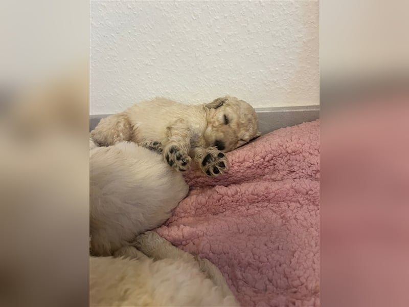 Wunderschöne Goldendoodle Welpen zu verkaufen Abgabe frühestens ab 06.12.24