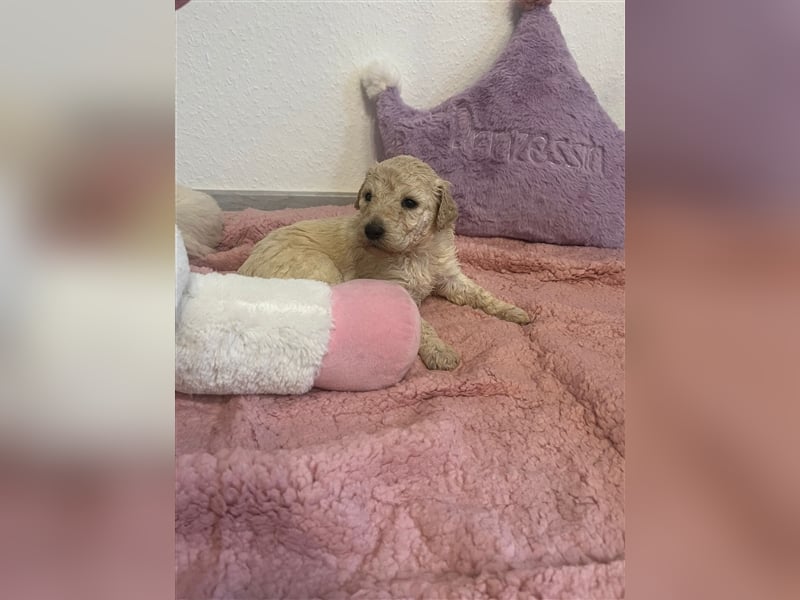 Wunderschöne Goldendoodle Welpen zu verkaufen Abgabe frühestens ab 06.12.24