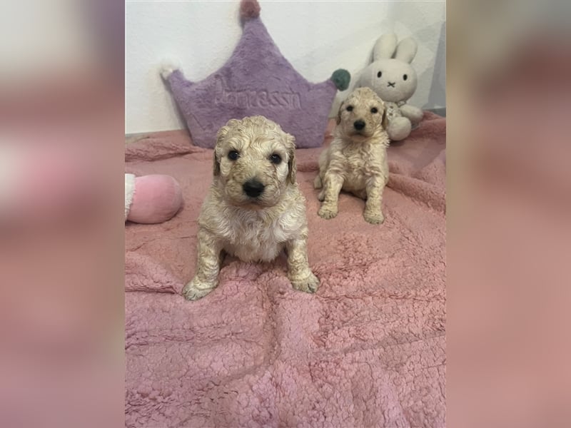 Wunderschöne Goldendoodle Welpen zu verkaufen Abgabe frühestens ab 06.12.24