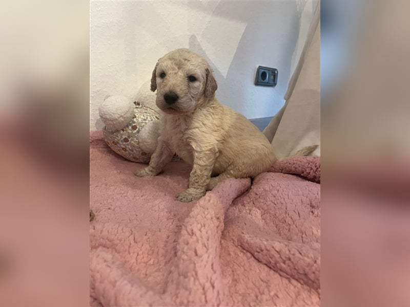 Wunderschöne Goldendoodle Welpen zu verkaufen Abgabe frühestens ab 06.12.24