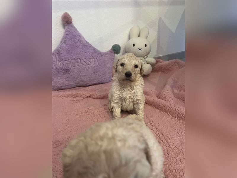 Wunderschöne Goldendoodle Welpen zu verkaufen Abgabe frühestens ab 06.12.24