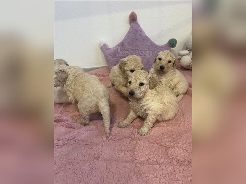 Wunderschöne Goldendoodle Welpen zu verkaufen Abgabe frühestens ab 06.12.24