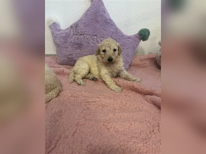 Wunderschöne Goldendoodle Welpen zu verkaufen Abgabe frühestens ab 06.12.24