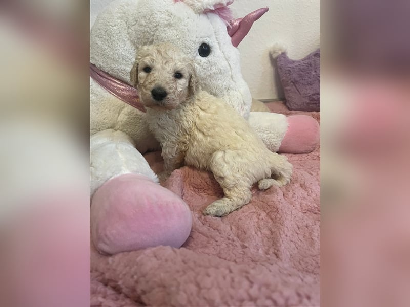 Wunderschöne Goldendoodle Welpen zu verkaufen Abgabe frühestens ab 06.12.24