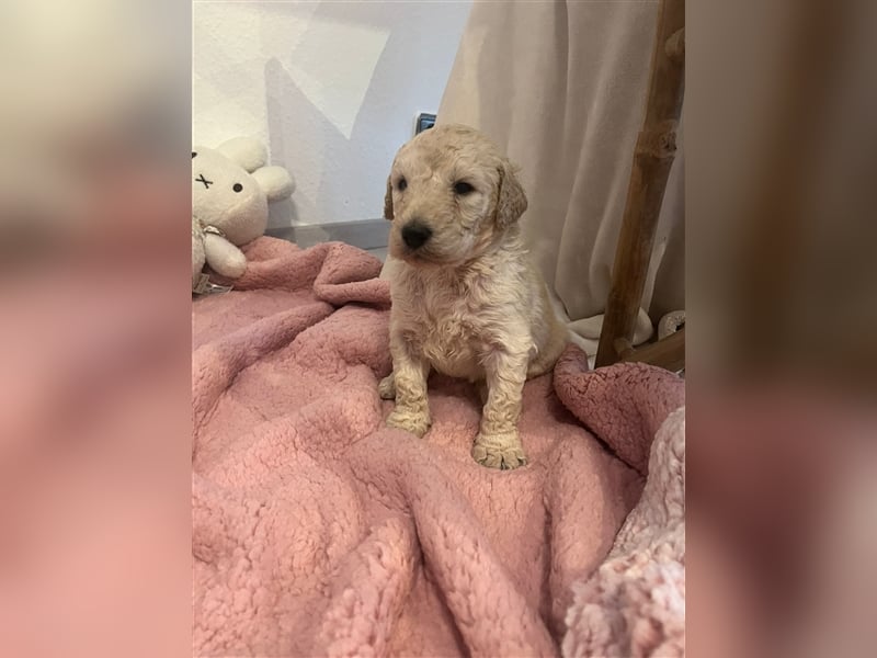 Wunderschöne Goldendoodle Welpen zu verkaufen Abgabe frühestens ab 06.12.24