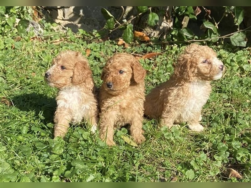 Mini Goldendoodel Welpen F3 - abzugeben ab Ende Oktober