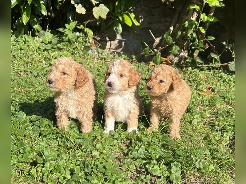 Mini Goldendoodel Welpen F3 - abzugeben ab Ende Oktober