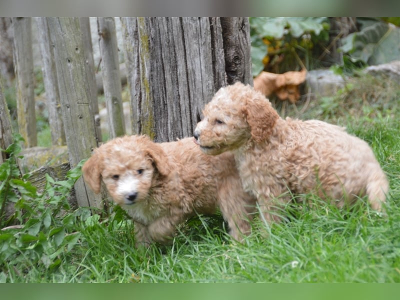 Mini Goldendoodel Welpen F3 - abzugeben ab Ende Oktober