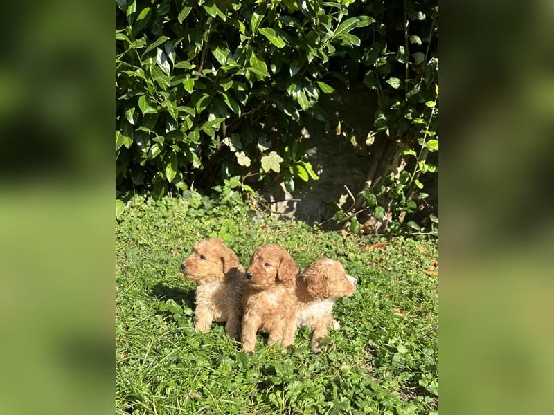 Mini Goldendoodel Welpen F3 - abzugeben ab Ende Oktober