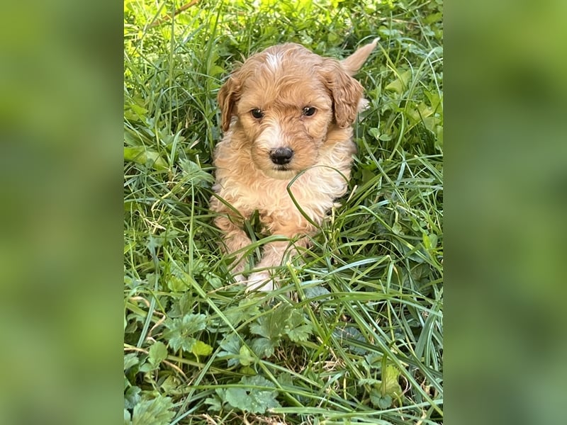 Mini Goldendoodel Welpen F3 - abzugeben ab Ende Oktober