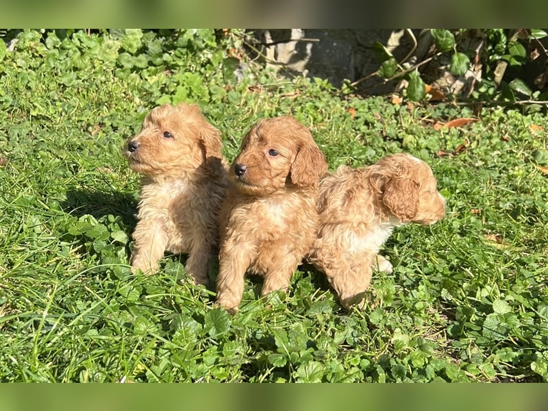 Mini Goldendoodel Welpen F3 - abzugeben ab Ende Oktober