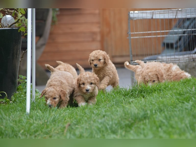 Mini Goldendoodel Welpen F3 - abzugeben ab Ende Oktober