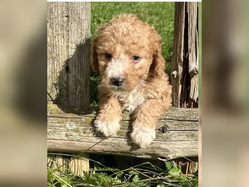 Mini Goldendoodel Welpen F3 - abzugeben ab Ende Oktober