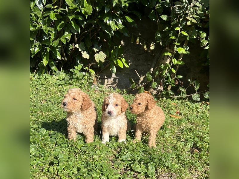 Mini Goldendoodel Welpen F3 - abzugeben ab Ende Oktober