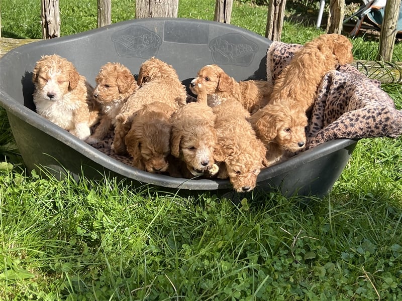 Mini Goldendoodel Welpen F3 - abzugeben ab Ende Oktober