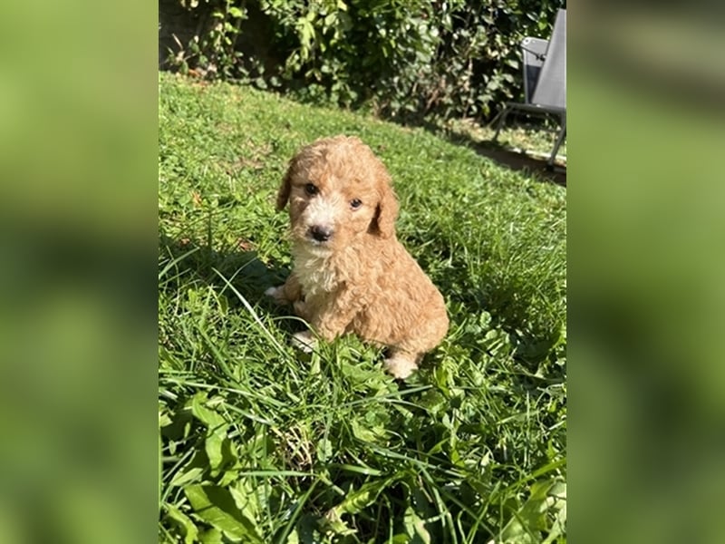 Mini Goldendoodel Welpen F3 - abzugeben ab Ende Oktober