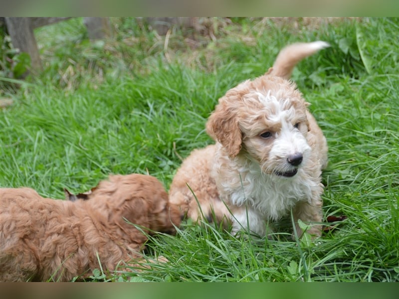 Mini Goldendoodel Welpen F3 - abzugeben ab Ende Oktober