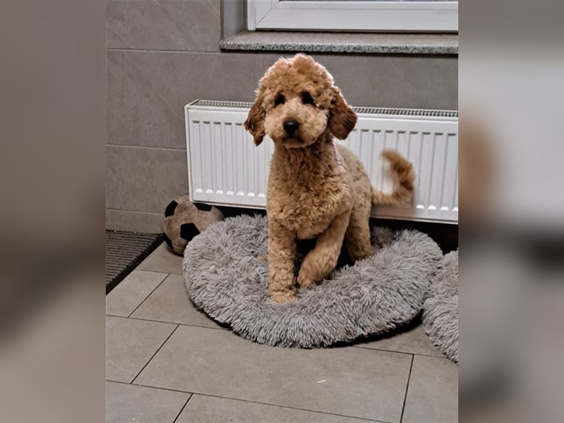 Goldendoodle F1b in Medium