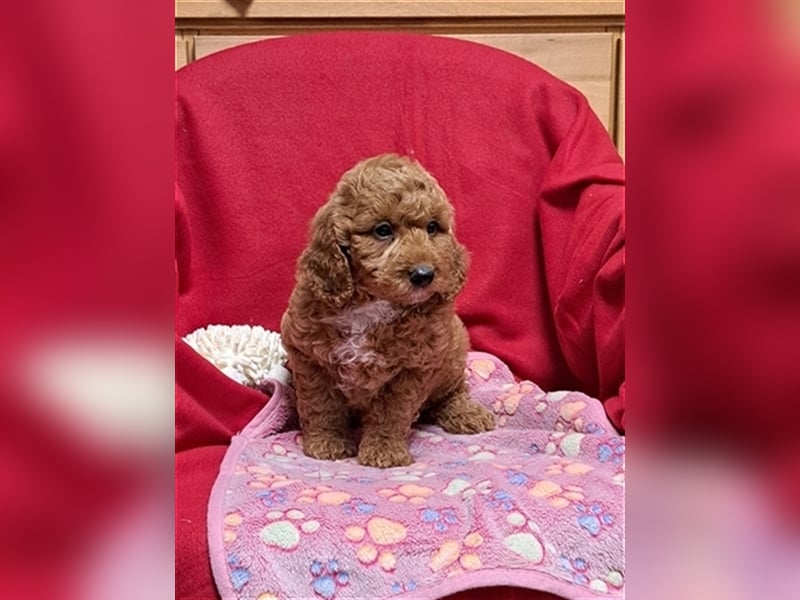 Goldendoodle F1b in Medium