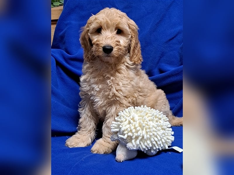 Goldendoodle F1b in Medium