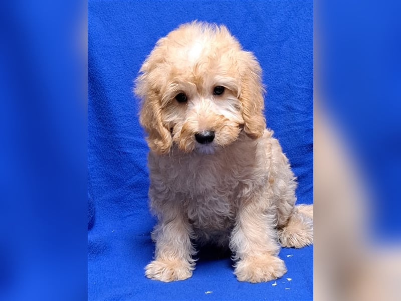 Goldendoodle F1b in Medium