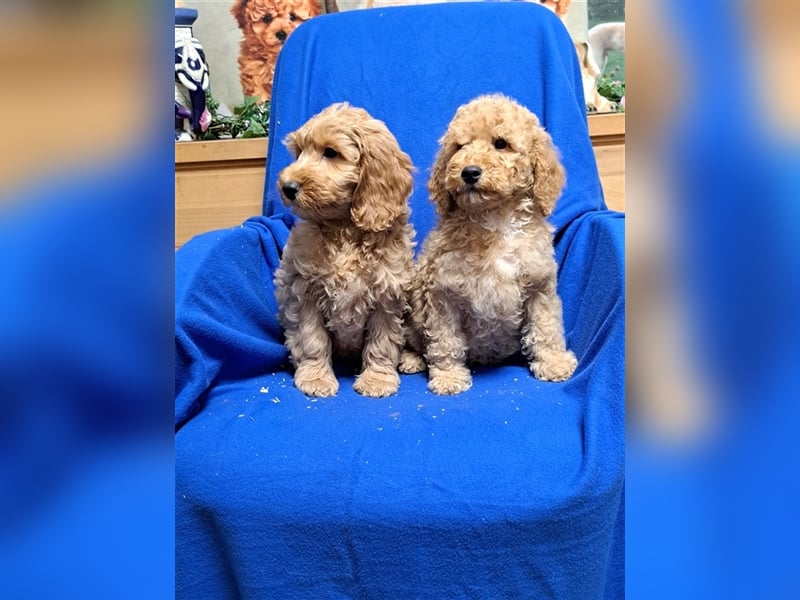 Goldendoodle F1b in Medium