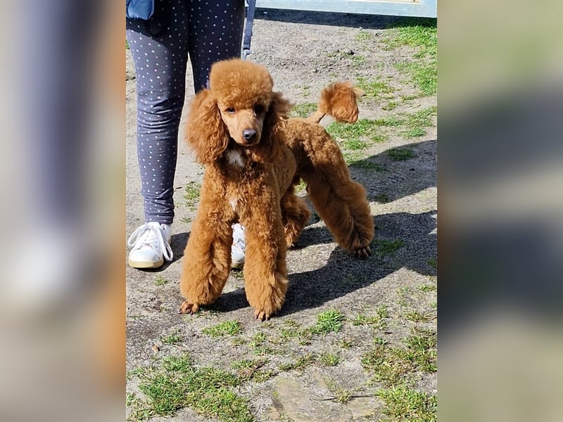 Goldendoodle F1b in Medium