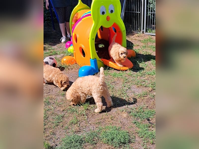 Goldendoodle F1b in Medium