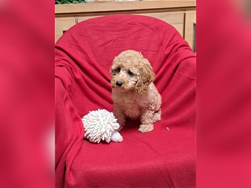 Goldendoodle F1b in Medium