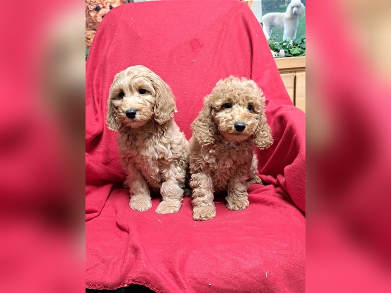 Goldendoodle F1b in Medium