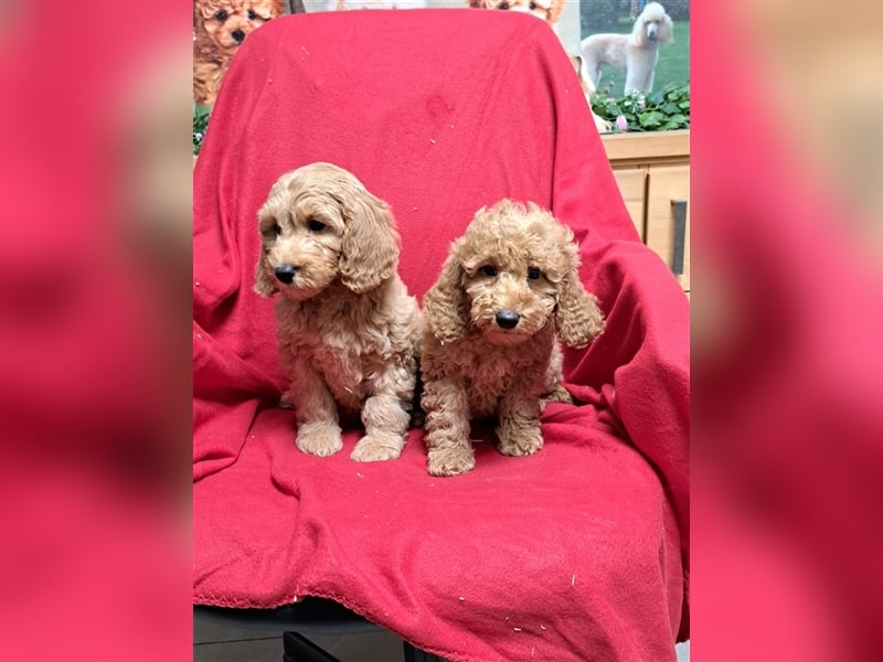 Goldendoodle F1b in Medium