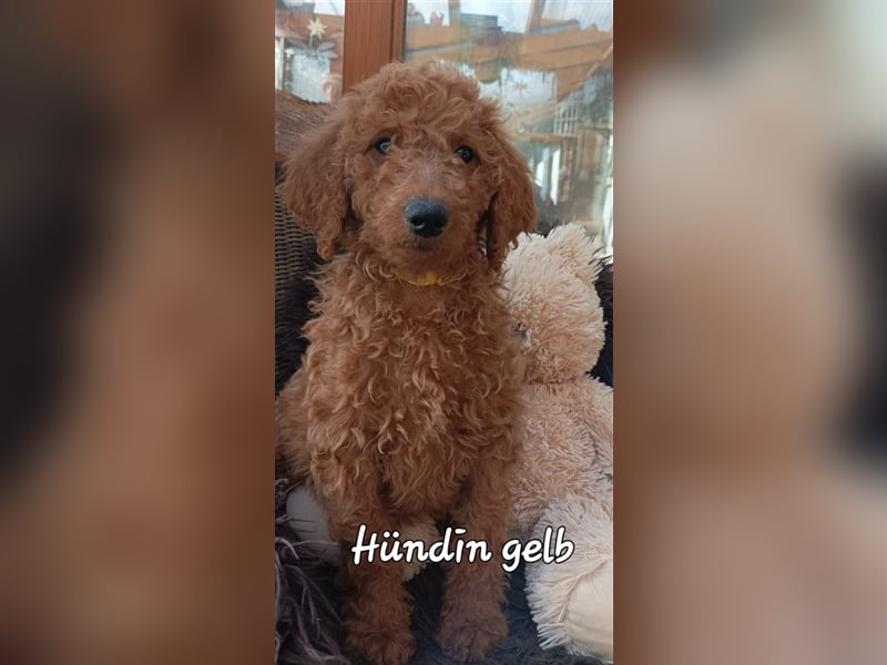 Welpen Doodle Goldendoodle