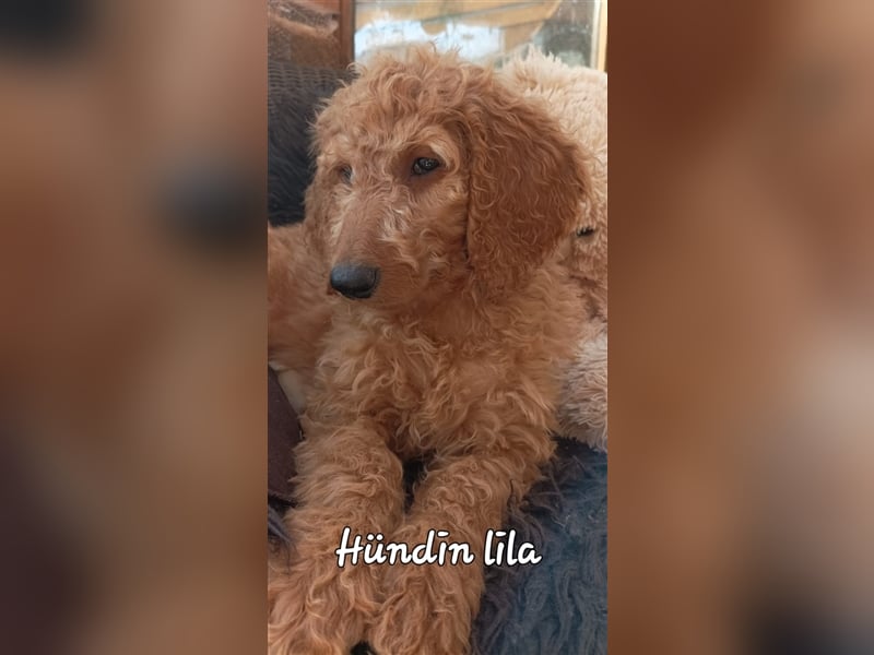 Welpen Doodle Goldendoodle