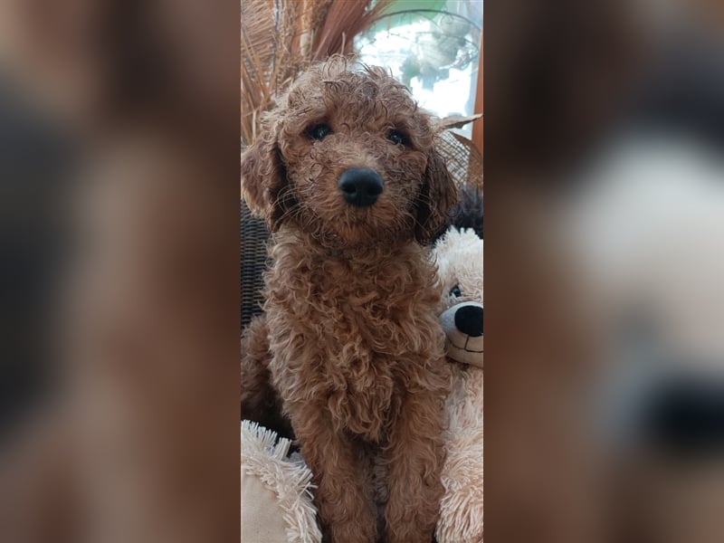 Welpen Doodle Goldendoodle