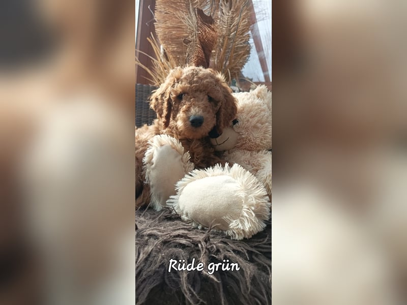 Welpen Doodle Goldendoodle