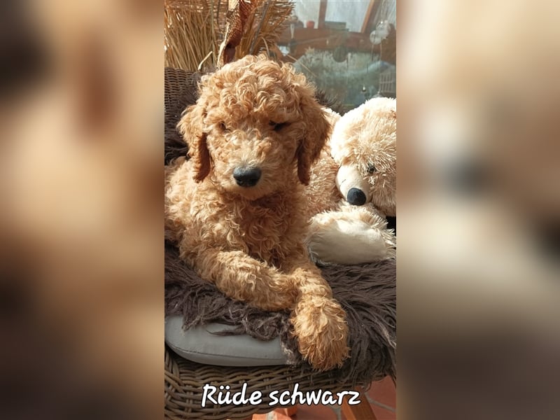 Welpen Doodle Goldendoodle