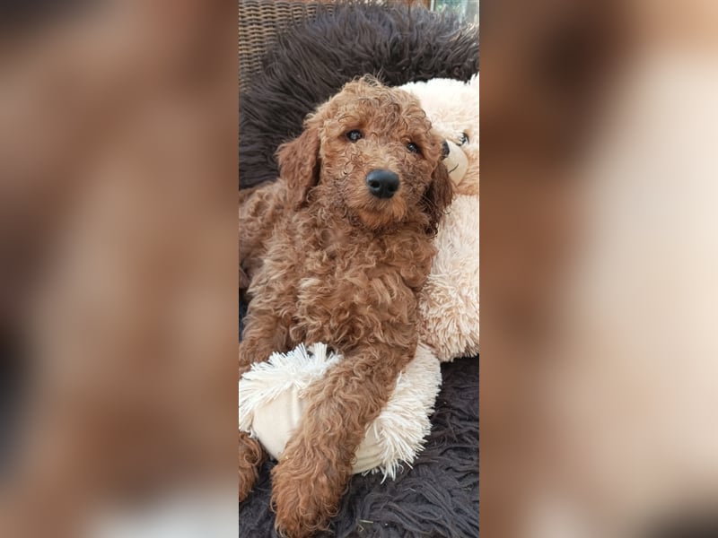 Welpen Doodle Goldendoodle