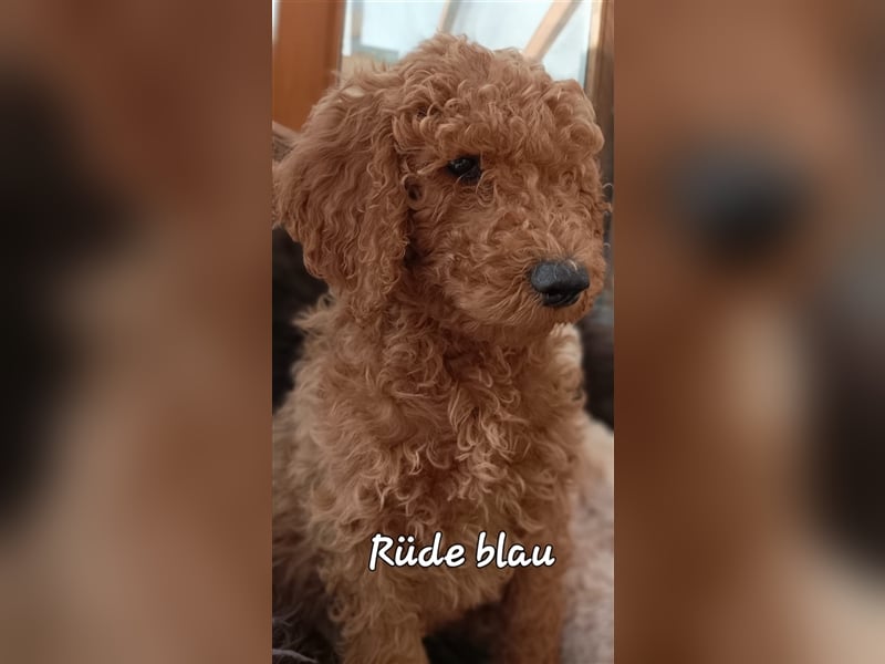 Welpen Doodle Goldendoodle