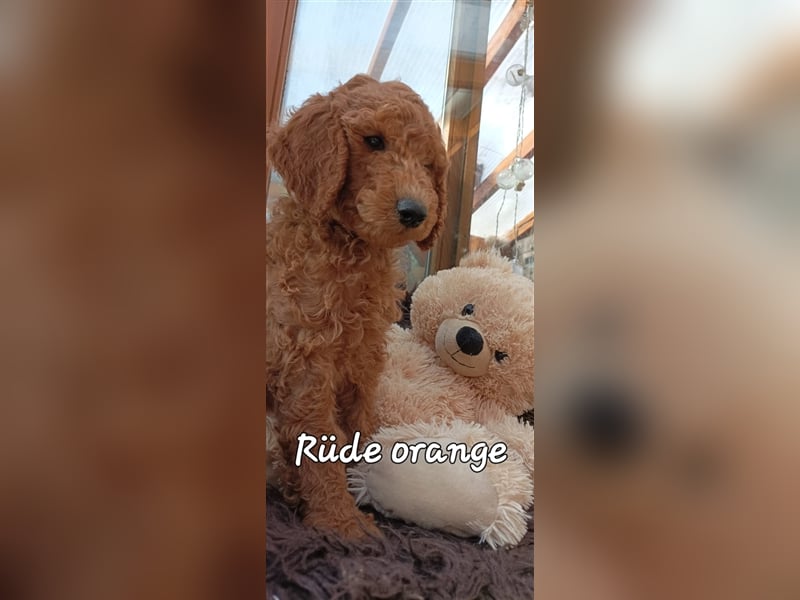 Welpen Doodle Goldendoodle