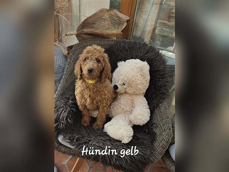 Welpen Doodle Goldendoodle