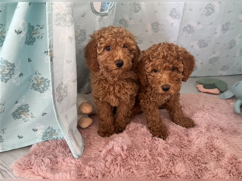 Wunderschöne Mini/Medium Goldendoodle Welpen in Rot/Apricot zu verkaufen