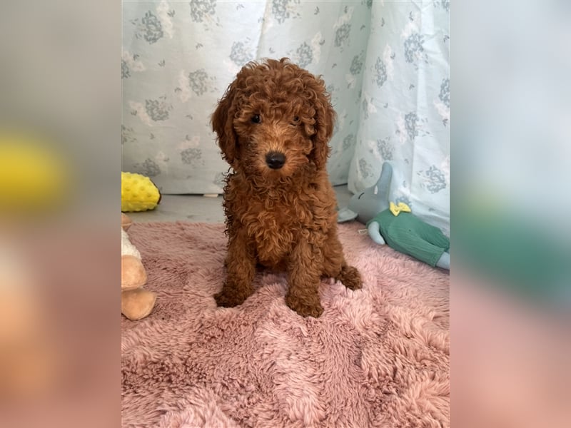 Wunderschöne Mini/Medium Goldendoodle Welpen in Rot/Apricot zu verkaufen