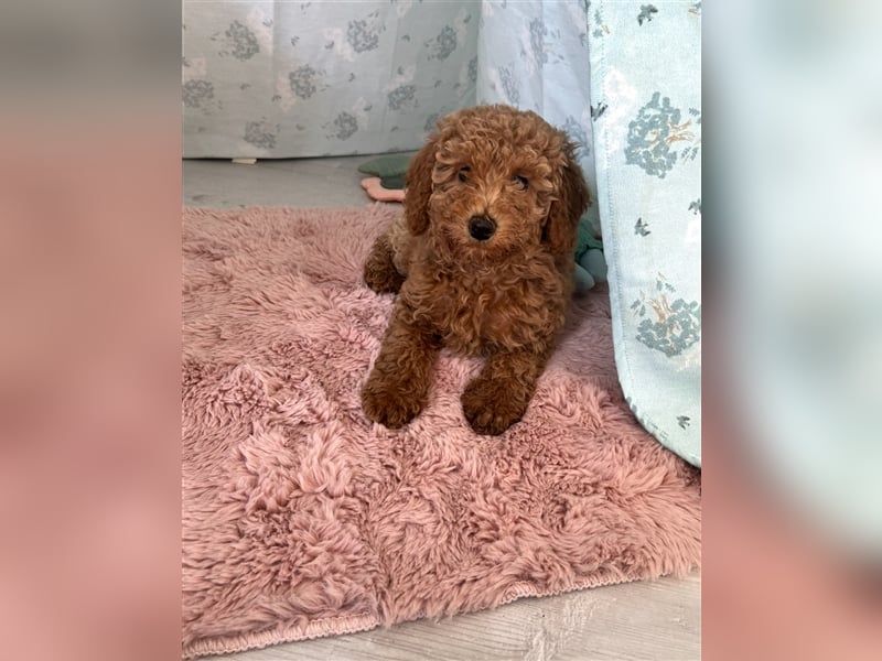 Wunderschöne Mini/Medium Goldendoodle Welpen in Rot/Apricot zu verkaufen