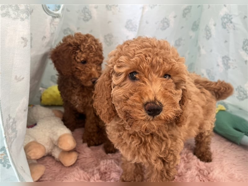 Wunderschöne Mini/Medium Goldendoodle Welpen in Rot/Apricot zu verkaufen