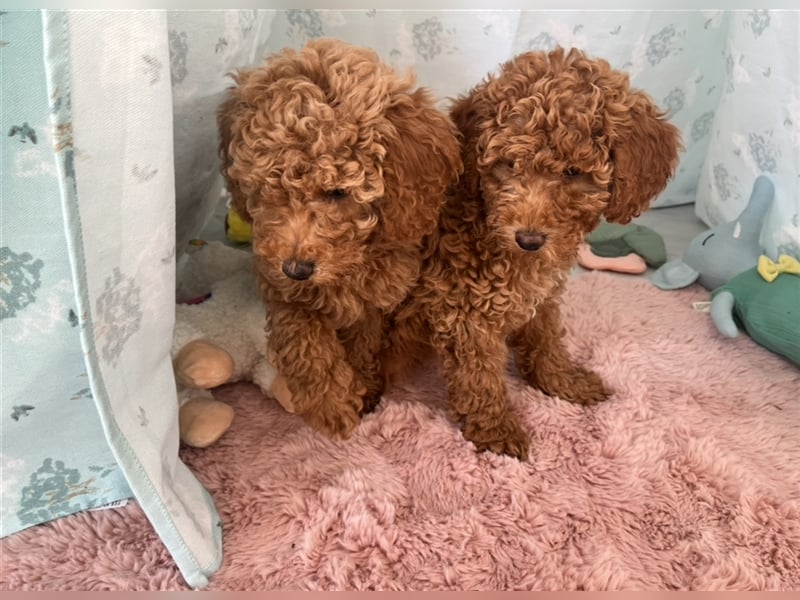 Wunderschöne Mini/Medium Goldendoodle Welpen in Rot/Apricot zu verkaufen