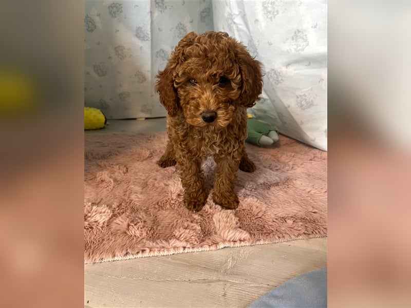 Wunderschöne Mini/Medium Goldendoodle Welpen in Rot/Apricot zu verkaufen