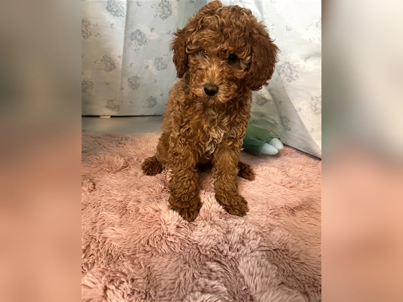 Wunderschöne Mini/Medium Goldendoodle Welpen in Rot/Apricot zu verkaufen