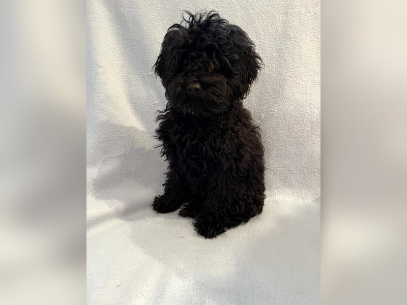 Wunderschöne Mini/Medium Goldendoodle Hündin in schwarz-braun zu verkaufen 6 Monate alt max.38cm