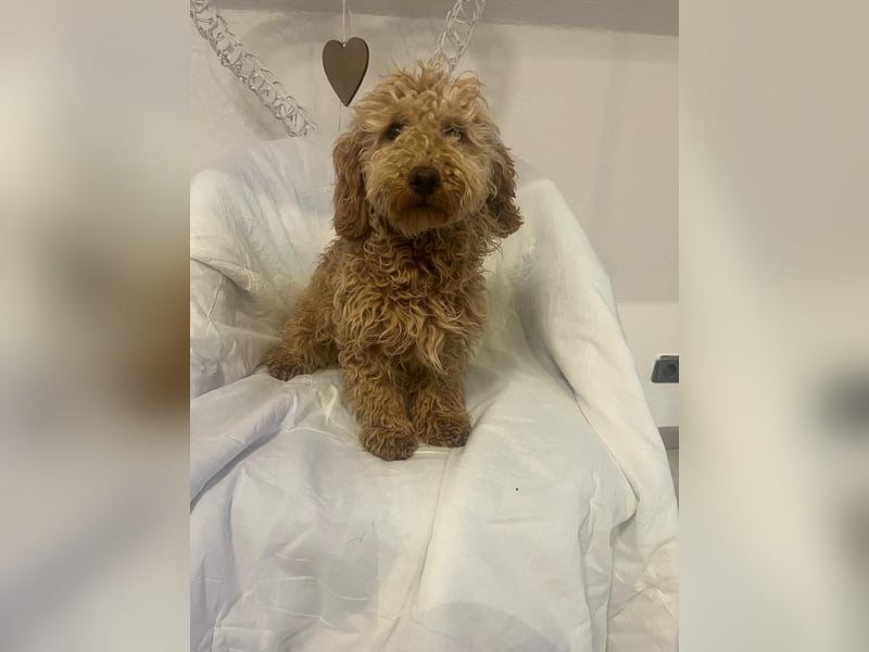 Wunderschöne Mini/Medium Goldendoodle Hündin (max.38cm) in Apricot/Rot zu verkaufen 5 Monate alt