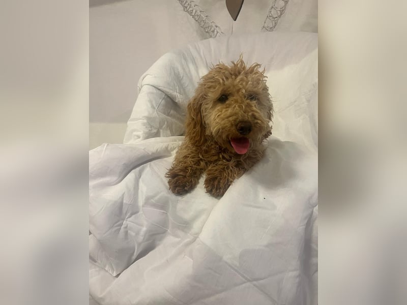 Wunderschöne Mini/Medium Goldendoodle Hündin (max.38cm) in Apricot/Rot zu verkaufen 5 Monate alt